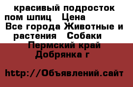 красивый подросток пом шпиц › Цена ­ 30 000 - Все города Животные и растения » Собаки   . Пермский край,Добрянка г.
